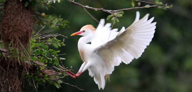 Hoy se realiz� censo neotropical de aves acu�ticas en las Garzas