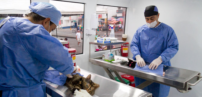 Veterinaria holandesa esterilizar� perros y gatos en Felidia