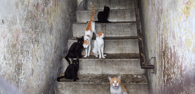 Perros y gatos tambi�n son prioridad en la renovaci�n urbana