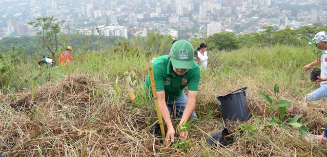 Cali fortalece los cerros con plan de siembra de �rboles