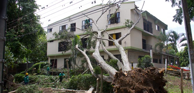 La Alcald�a y el Dagma atendieron ca�da de �rbol en el barrio El Bosque