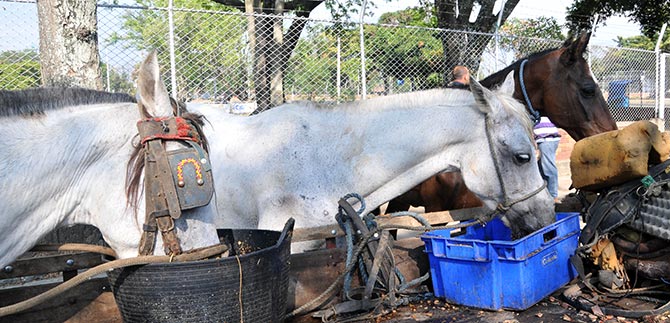 Caballos jubilados de Cali buscan un hogar para vivir tranquilamente