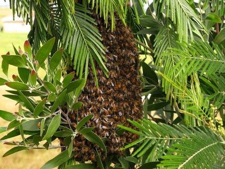 Evite el contacto con abejas: tome precauciones
