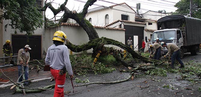 Dagma atiende ca�da de �rboles y hace llamado preventivo