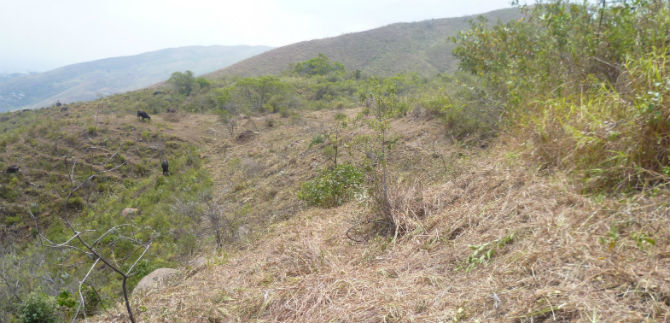 Dagma protege predios vulnerables a incendios forestales, por el fen�meno de El Ni�o