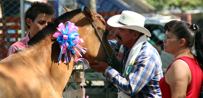 Salud hace seguimiento a equinos, adoptados por sustituci�n de carretillas