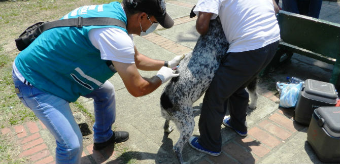 En Cali se trabaja para que el silencio epidemiol�gico por rabia persista