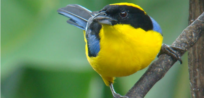 Cali hace la primera versi�n en el pa�s de Colombia Birdfair