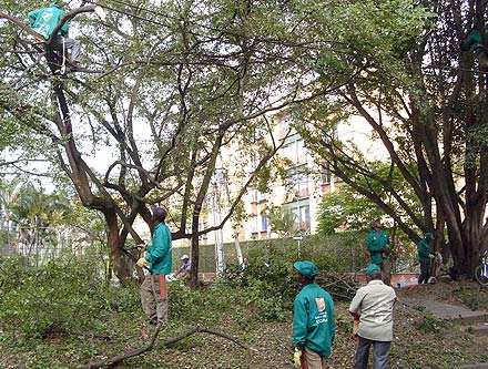 El Dagma liderar� plan de choque para resolver problemas arb�reos en Cali