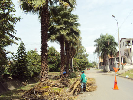El Dagma se toma la Comuna 6, con servicios ambientales
