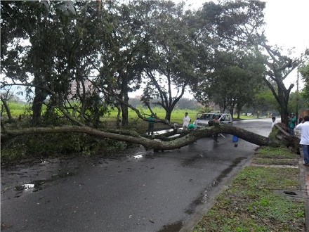El Dagma atiende emergencia por �rboles ca�dos en el norte, oriente, centro y oeste de Cali
