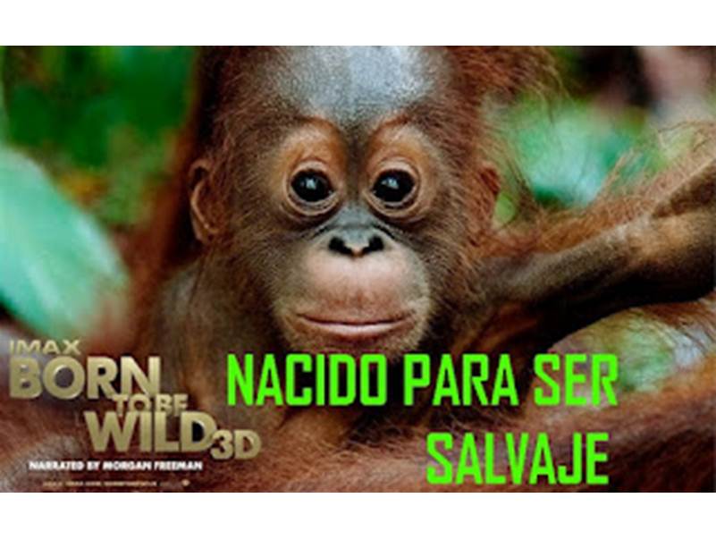 Cine a favor de los animales