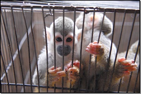 �Por qu� no debemos tener animales silvestres como mascotas en las casas?