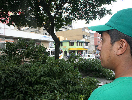 �Qu� hacer cuando un �rbol se cae?