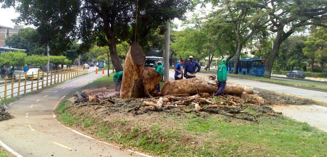 Por enfermedad, el Dagma erradic� �rboles en el centro y sur de la ciudad