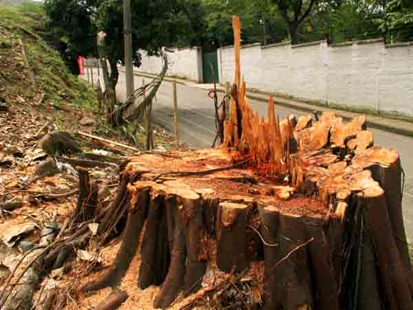El Dagma revisa intervenci�n de constructora en un bosque