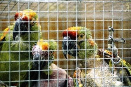 �Los animales silvestres no son mascotas�