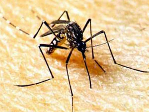 CaliDA noticias positivas de salud: importante descenso de casos por dengue