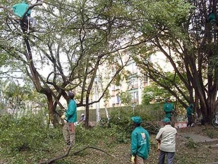 El Dagma inicia ambicioso programa de poda de 15.200 �rboles en Cali