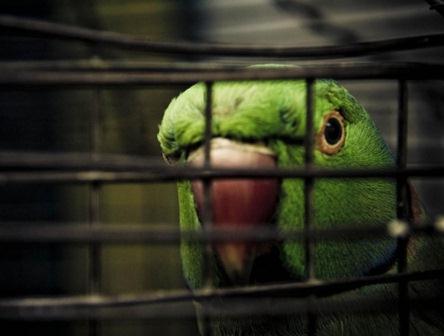Operativos de la Polic�a Ambiental y el Dagma, para controlar el tr�fico ilegal de fauna y flora