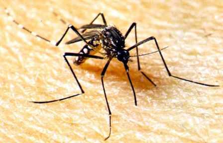 Recomendaciones para prevenir el dengue