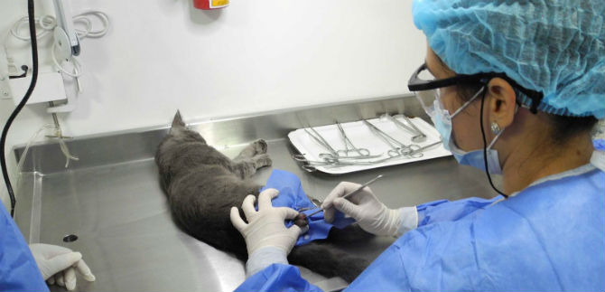Centro de Zoonosis realizar� jornada de esterilizaci�n para felinos