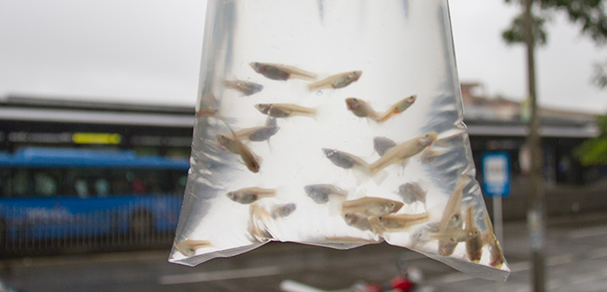 Control de criaderos del Aedes Aegypti es una prioridad para Salud P�blica