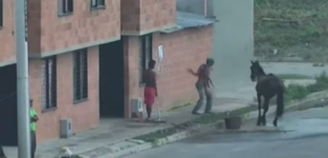 Gobierno toma acciones frente al caso de maltrato animal