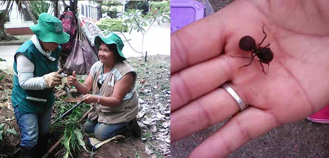 Dagma controla la propagaci�n de hormiga arriera en sectores de la ciudad