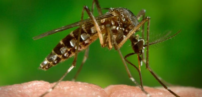 Salud da recomendaciones para viajeros a Copa Am�rica en Chile