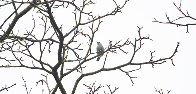 150 especies de aves nativas fueron censadas el fin de semana