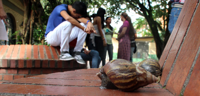 Dagma pide a comunidad calea ayudar en la recoleccin del caracol africano