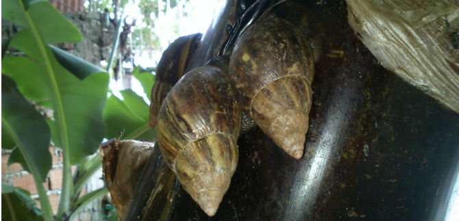 Al erradicar 21.934 caracoles africanos en 2 meses, Dagma super cifra de 2013