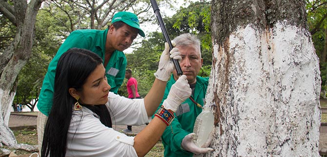 Dagma realiza control de plagas y fertilizaci�n para combatir la palomilla y cochinilla a los �rboles de Cali