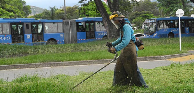 Cali estar podada este 30 de junio: Dagma