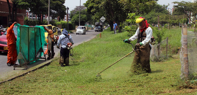 Dagma contina con la poda de las zonas verdes de Cali