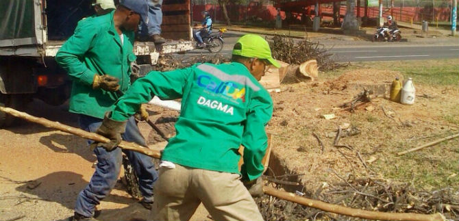 Dagma corta �rboles enfermos en la Autopista Sur