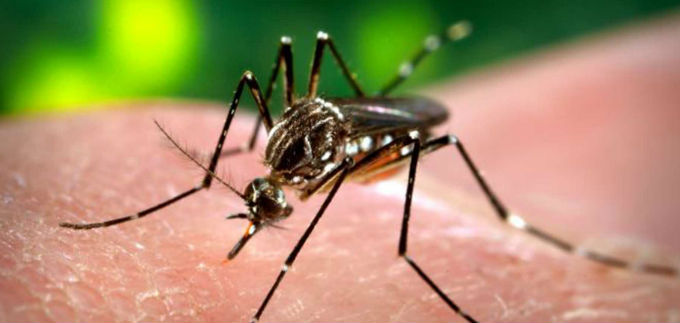 Virus del  Zika puede  prevenirse como  el Dengue y el Chikungu�a