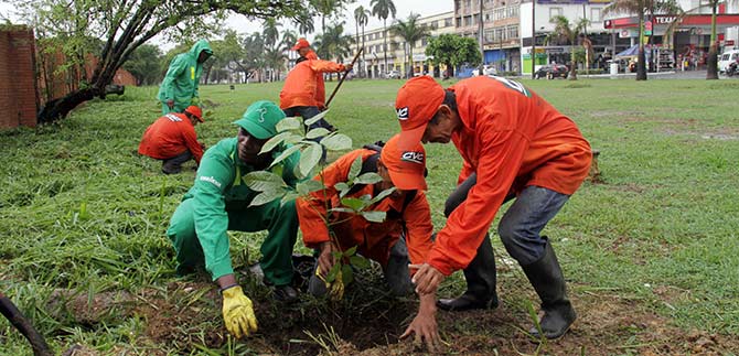 Se inicia siembra de 20.000 �rboles en Cali