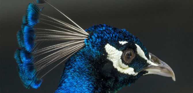 Cuatro fotgrafos exponen en las salas del Centro Cultural de Cali