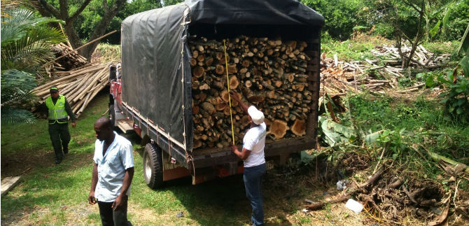 EE.UU y Colombia trabajan de la mano en el Tr�fico Ilegal de Madera y Animales Silvestres