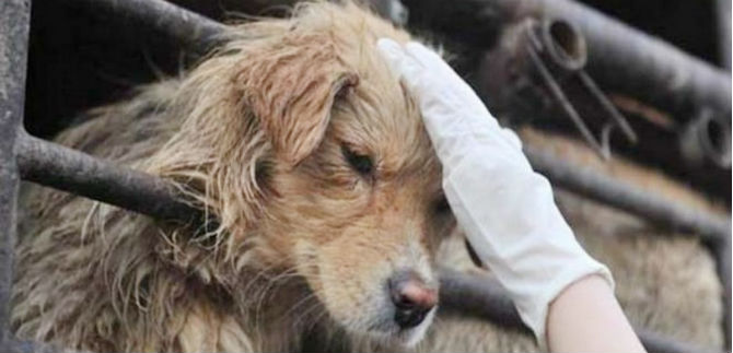 Secretaria de Gobierno hace un llamado a denunciar casos de maltrato animal