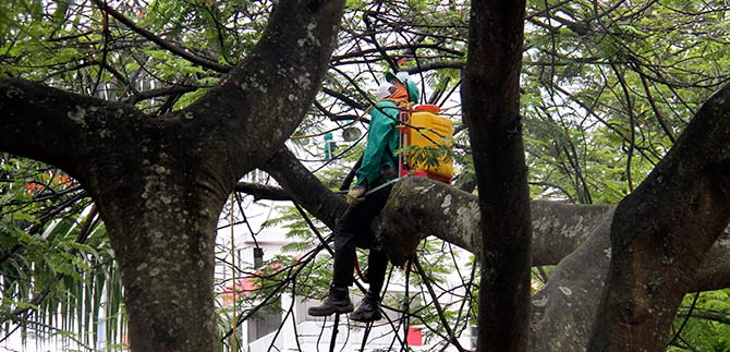 Invitan a ciudadana calea para que postulen sus rboles notables