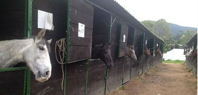 Inicia Jornada de adopci�n de equinos en proceso de sustituci�n de veh�culos de tracci�n animal