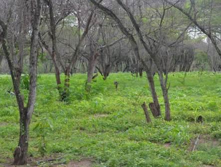 Cmo est actuando el sistema nacional de gestin del riesgo en el tema de incendios forestales