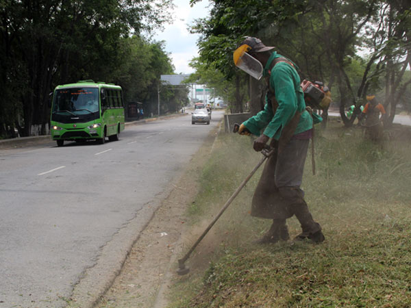 El mantenimiento de zonas verdes lleg� hasta los separadores viales