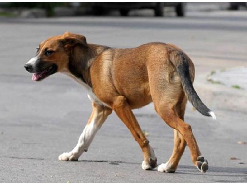 La Secretar�a de Deporte desmiente versiones relacionadas con un presunto maltrato canino