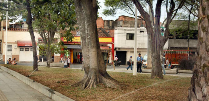 14.800 �rboles deben ser intervenidos en Cali: Dagma