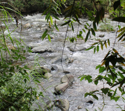 Ribera del r�o Pance fue reforestada con 500 plantas de guadua
