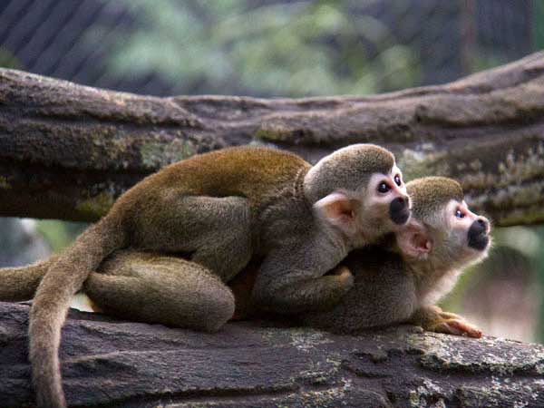 El Zool�gico de Cali tiene un nuevo atractivo: una zona que simula ser una selva con sus propios primates; la Alcald�a respalda la iniciativa